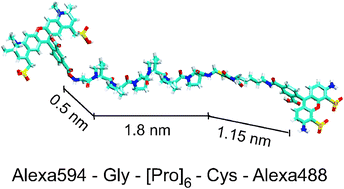 Graphical abstract: Temperature-cycle single-molecule FRET microscopy on polyprolines