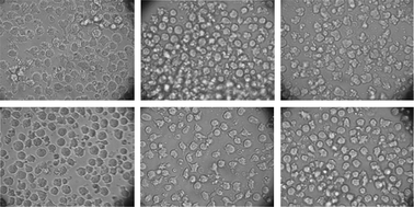 Graphical abstract: Okadaic acid induces morphological changes, apoptosis and cell cycle alterations in different human cell types