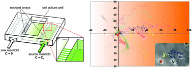 Graphical abstract: A neuron-benign microfluidic gradient generator for studying the response of mammalian neurons towards axon guidance factors