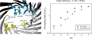 Graphical abstract: Insights on the permeability of wide protein channels: measurement and interpretation of ion selectivity
