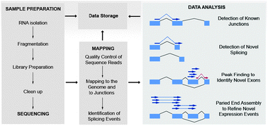 Graphical abstract: Sequencing transcriptomes in toto