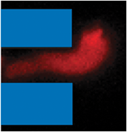 Graphical abstract: Open access microfluidic device for the study of cell migration during chemotaxis