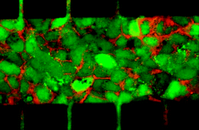 Graphical abstract: Proliferation behavior of E. coli in a three-dimensional in vitro tumor model