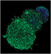 Graphical abstract: Bioengineering approaches to study multidrug resistance in tumor cells