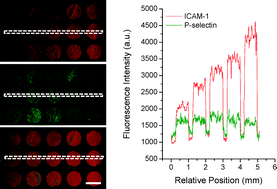 Graphical abstract: Probing dynamic cell–substrate interactions using photochemically generated surface-immobilized gradients: application to selectin-mediated leukocyte rolling