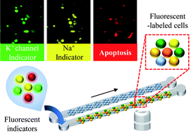 Graphical abstract: High-content screening of drug-induced cardiotoxicity using quantitative single cell imaging cytometry on microfluidic device