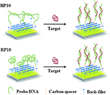 Graphical abstract: Analysis of DNA hybridization regarding the conformation of molecular layer with piezoelectric microcantilevers