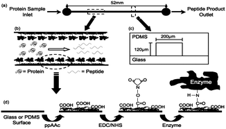 Graphical abstract: Rapid fabrication of glass/PDMS hybrid µIMER for high throughput membrane proteomics