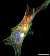 Graphical abstract: Overview of single-cell analyses: microdevices and applications