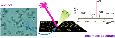 Graphical abstract: High-density micro-arrays for mass spectrometry