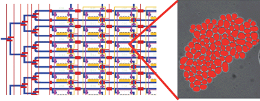 Graphical abstract: High-throughput tracking of single yeast cells in a microfluidic imaging matrix