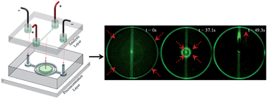 Graphical abstract: Radial sample preconcentration