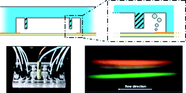 Graphical abstract: PDMS free-flow electrophoresis chips with integrated partitioning bars for bubble segregation