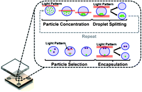 Graphical abstract: A unified platform for optoelectrowetting and optoelectronic tweezers