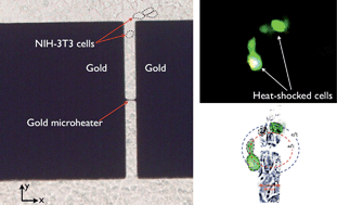 Graphical abstract: Towards single cell heat shock response by accurate control on thermal confinement with an on-chip microwire electrode