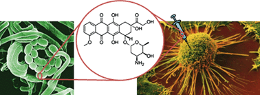 Graphical abstract: Natural glycoconjugates with antitumor activity