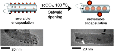 Graphical abstract: Transport and encapsulation of gold nanoparticles in carbon nanotubes