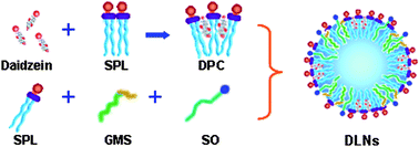 Graphical abstract: Daidzein–phospholipid complex loaded lipid nanocarriers improved oral absorption: in vitro characteristics and in vivo behavior in rats