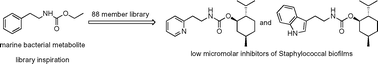 Graphical abstract: Synthesis and bacterial biofilm inhibition studies of ethyl N-(2-phenethyl) carbamate derivatives