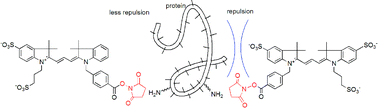 Graphical abstract: Asymmetric trimethine 3H-indocyanine dyes: efficient synthesis and protein labeling