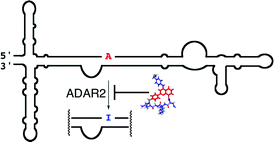 Graphical abstract: Selective inhibition of ADAR2-catalyzed editing of the serotonin 2c receptor pre-mRNA by a helix-threading peptide
