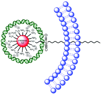 Graphical abstract: Alkyl sulfonyl derivatized PAMAM-G2 dendrimers as nonviral gene delivery vectors with improved transfection efficiencies