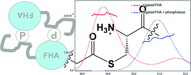 Graphical abstract: Access to phosphoproteins and glycoproteins through semi-synthesis, Native Chemical Ligation and N→S acyl transfer