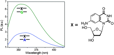 Graphical abstract: Fluorescent nucleoside analogue displays enhanced emission upon pairing with guanine