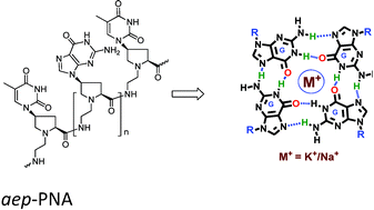 Graphical abstract: Enhanced stability of G-quadruplexes from conformationally constrained aep-PNA backbone