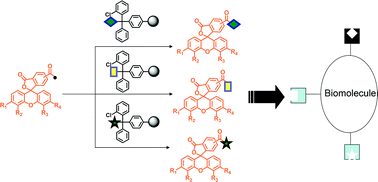 Graphical abstract: Efficient solid phase strategy for preparation of modified xanthene dyes for biolabelling