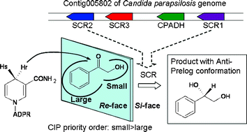 Graphical abstract: Novel anti-Prelog stereospecific carbonyl reductases from Candida parapsilosis for asymmetric reduction of prochiral ketones