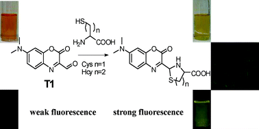 Graphical abstract: Fluorescent chemodosimeter for Cys/Hcy with a large absorption shift and imaging in living cells
