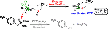 Graphical abstract: Hypervalent organochalcogenanes as inhibitors of protein tyrosine phosphatases