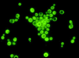 Graphical abstract: Antimicrobial mechanisms behind photodynamic effect in the presence of hydrogen peroxide