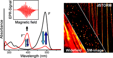 Graphical abstract: Photoinduced formation of reversible dye radicals and their impact on super-resolution imaging