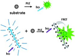 Graphical abstract: Conjugated polyelectrolyte as signal amplifier for fluorogenic probe based enzyme activity study