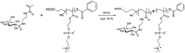 Graphical abstract: Detailed study of the reversible addition–fragmentation chain transfer polymerization and co-polymerization of 2-methacryloyloxyethyl phosphorylcholine