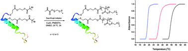 Graphical abstract: Tunable thermo-responsive polymer–protein conjugates via a combination of nucleophilic thiol–ene “click” and SET-LRP