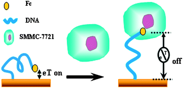 Graphical abstract: An effective DNA-based electrochemical switch for reagentless detection of living cells
