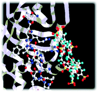 Graphical abstract: Biochemistry of anionic calix[n]arenes