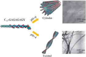 Graphical abstract: Self-assembly of a peptide amphiphile based on hydrolysed Bombyx mori silk fibroin