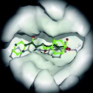 Graphical abstract: Exploiting nature's rich source of proteasome inhibitors as starting points in drug development