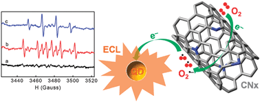 Graphical abstract: Signal amplification by adsorption-induced catalytic reduction of dissolved oxygen on nitrogen-doped carbon nanotubes for electrochemiluminescent immunoassay