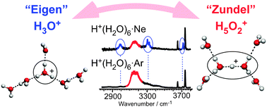 Graphical abstract: Infrared photodissociation spectroscopy of H+(H2O)6·Mm (M = Ne, Ar, Kr, Xe, H2, N2, and CH4): messenger-dependent balance between H3O+ and H5O2+ core isomers