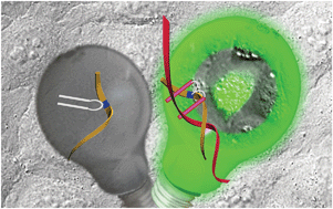 Graphical abstract: ECHO probes: a concept of fluorescence control for practical nucleic acid sensing