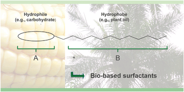 Graphical abstract: Derivation and synthesis of renewable surfactants