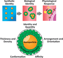 Graphical abstract: Understanding and controlling the interaction of nanomaterials with proteins in a physiological environment