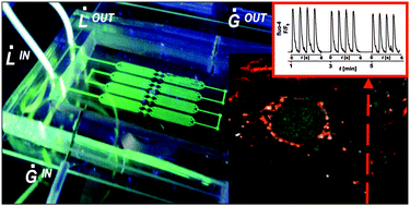Graphical abstract: Reversible alteration of calcium dynamics in cardiomyocytes during acute hypoxia transient in a microfluidic platform