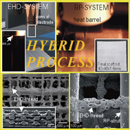 Graphical abstract: A new hybrid scaffold using rapid prototyping and electrohydrodynamic direct writing for bone tissue regeneration