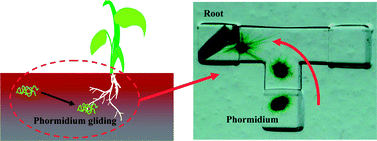 Graphical abstract: 3D microfluidic chips with integrated functional microelements fabricated by a femtosecond laser for studying the gliding mechanism of cyanobacteria